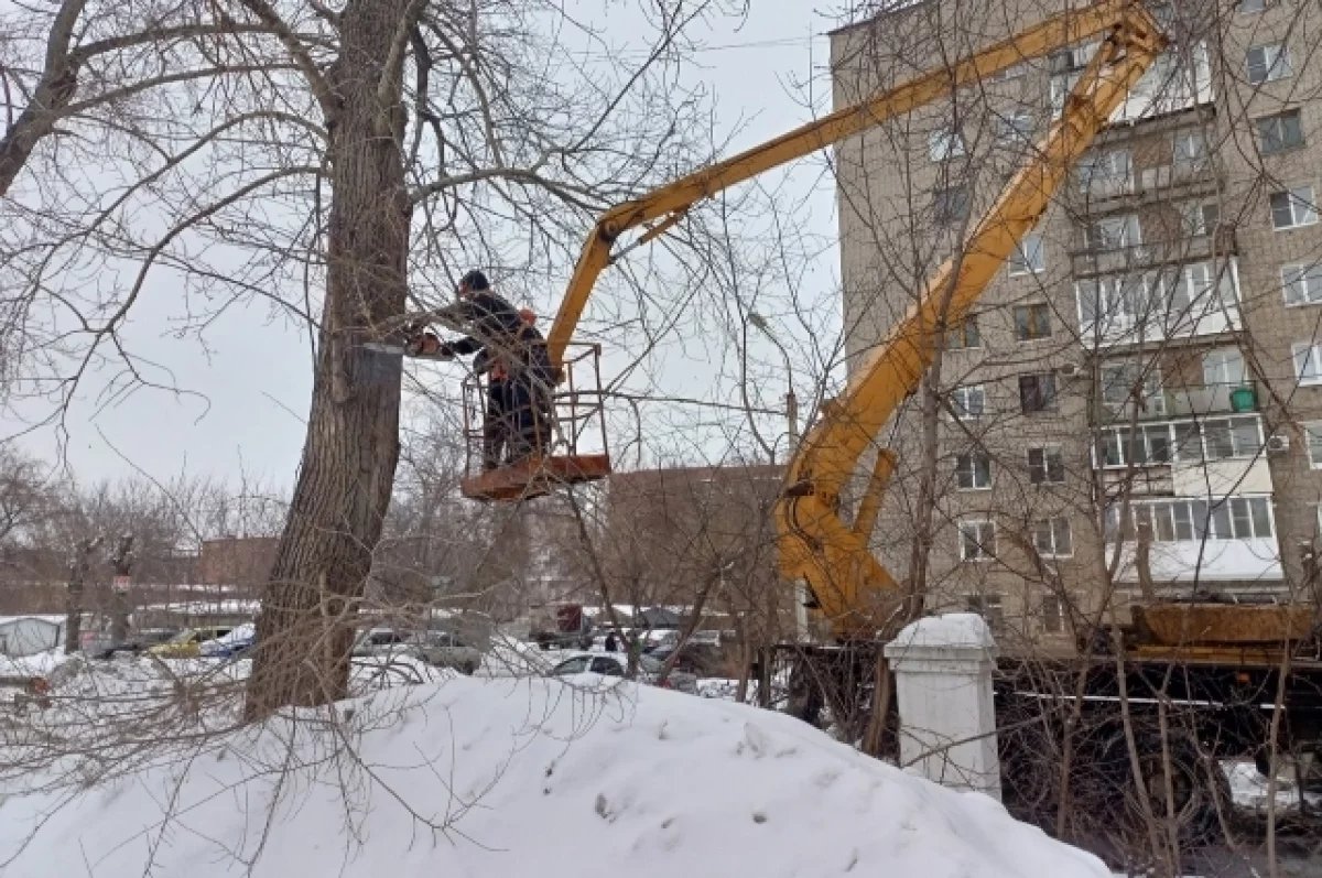 Омичам напомнили о старте периода кронирования деревьев
