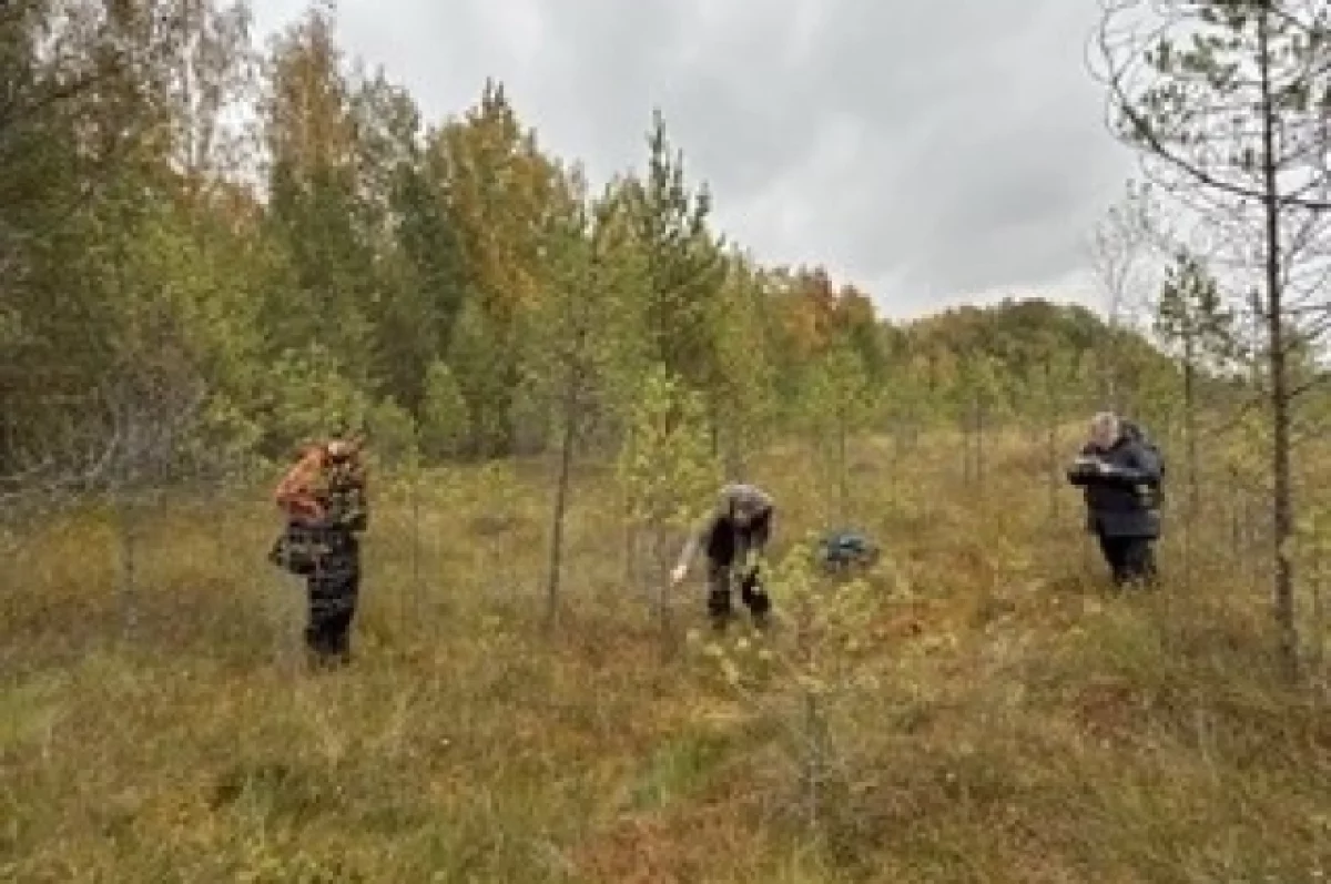 По кольцам сосен Полистовья ученые читают историю загрязнения воздуха