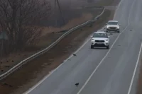 Лысухи на дороге и обочине.