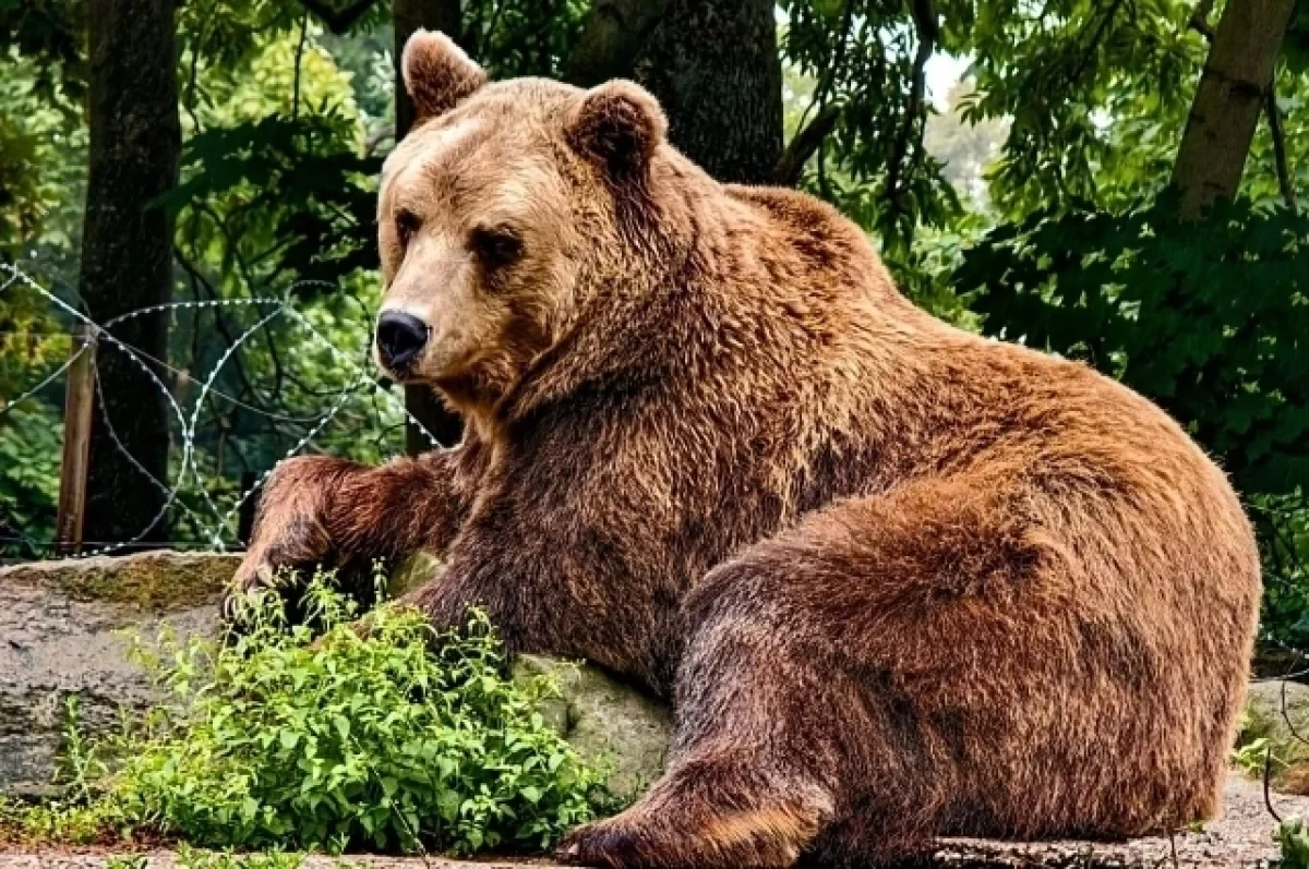 Где есть риск встретить косолапого хищника на Урале