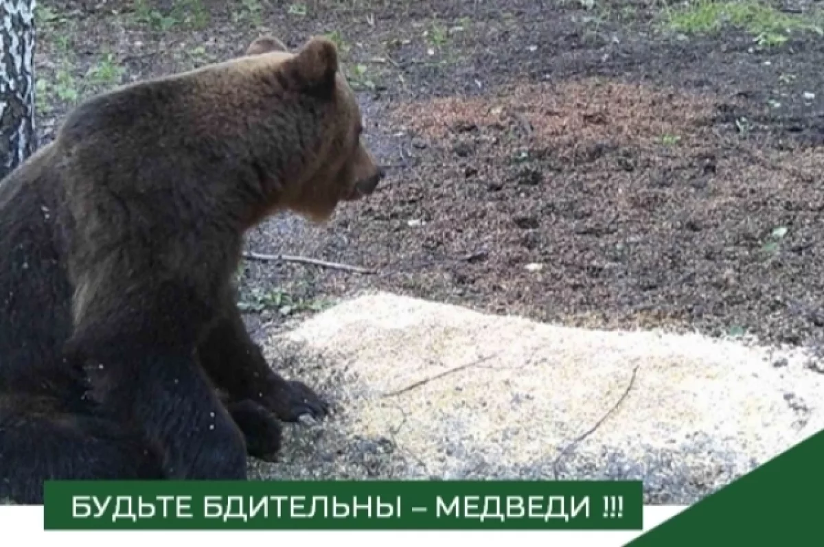 Пожар, медведи, госизмена