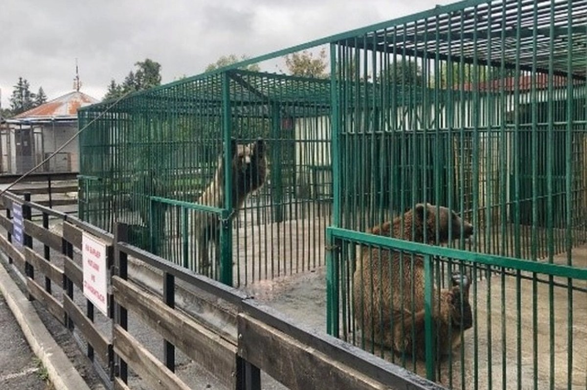 Животные в зоопарке Владикавказа содержатся в тесных клетках