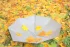 85f900a2ca279dc22f97a1a05a801dc9.webp