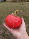 маленькая тыква Елены из Белгородского округа