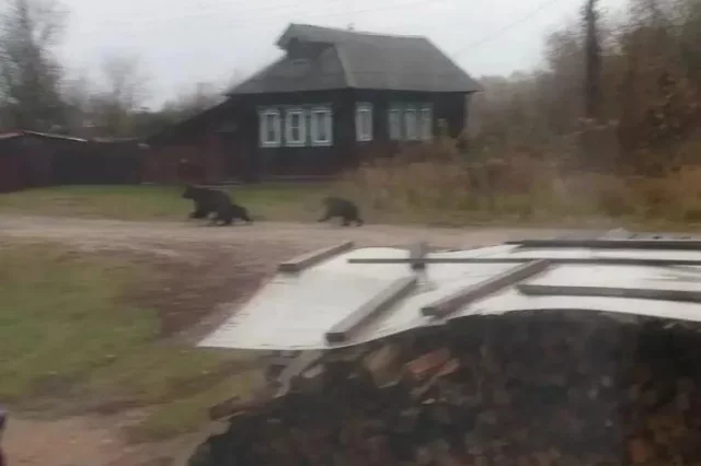 Медведица с выводком бежит по улицам Великовского.