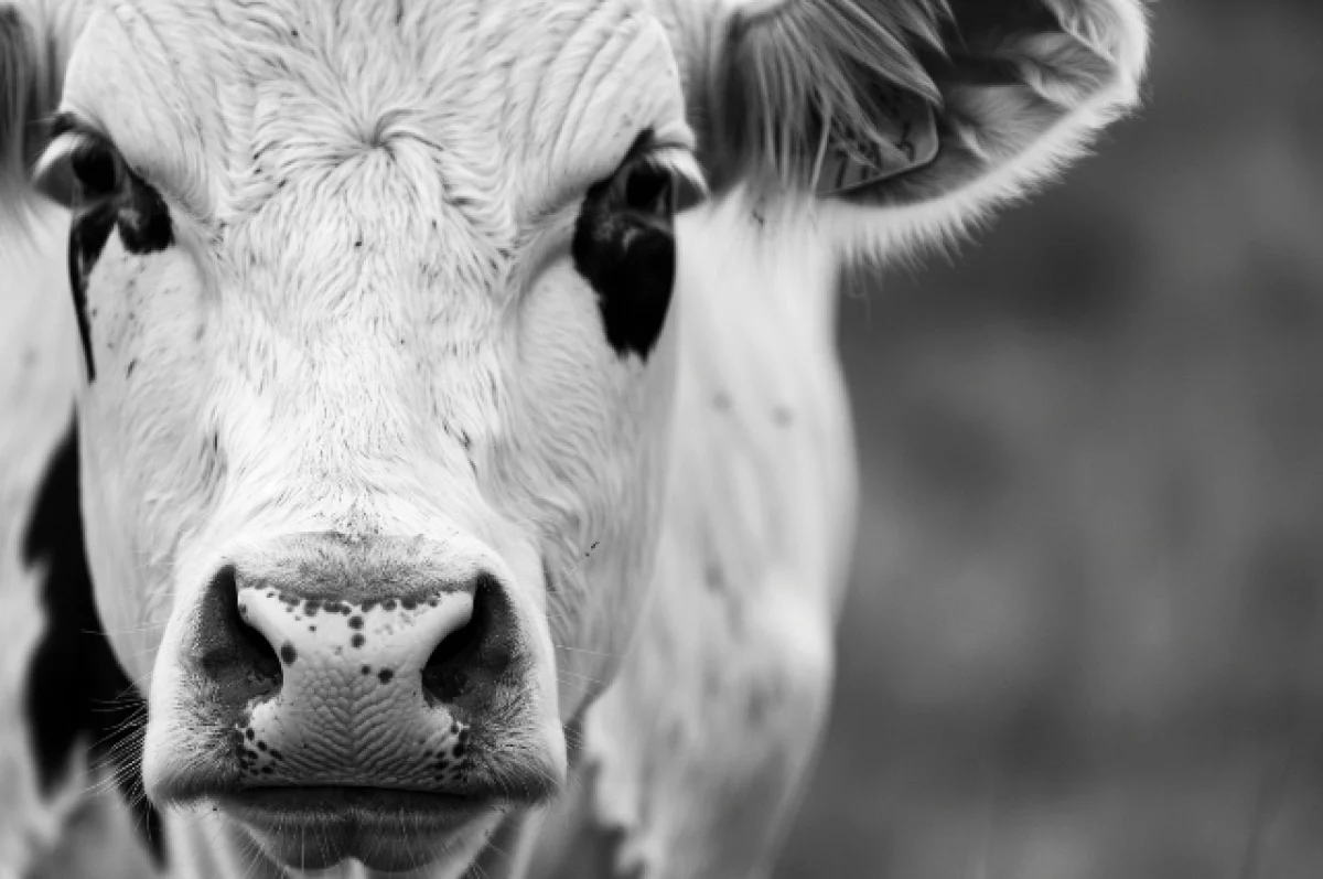 Карантин введён в одном из сёл Приморья из-за бактериальной инфекции