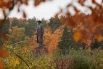 «Мы не можем ждать милостей от природы...» — но осенью она и сама дарит нам свои самые благородные краски. Иван Мичурин в золотом убранстве ВДНХ: там, где наука навсегда слилась с красотой родных просторов.