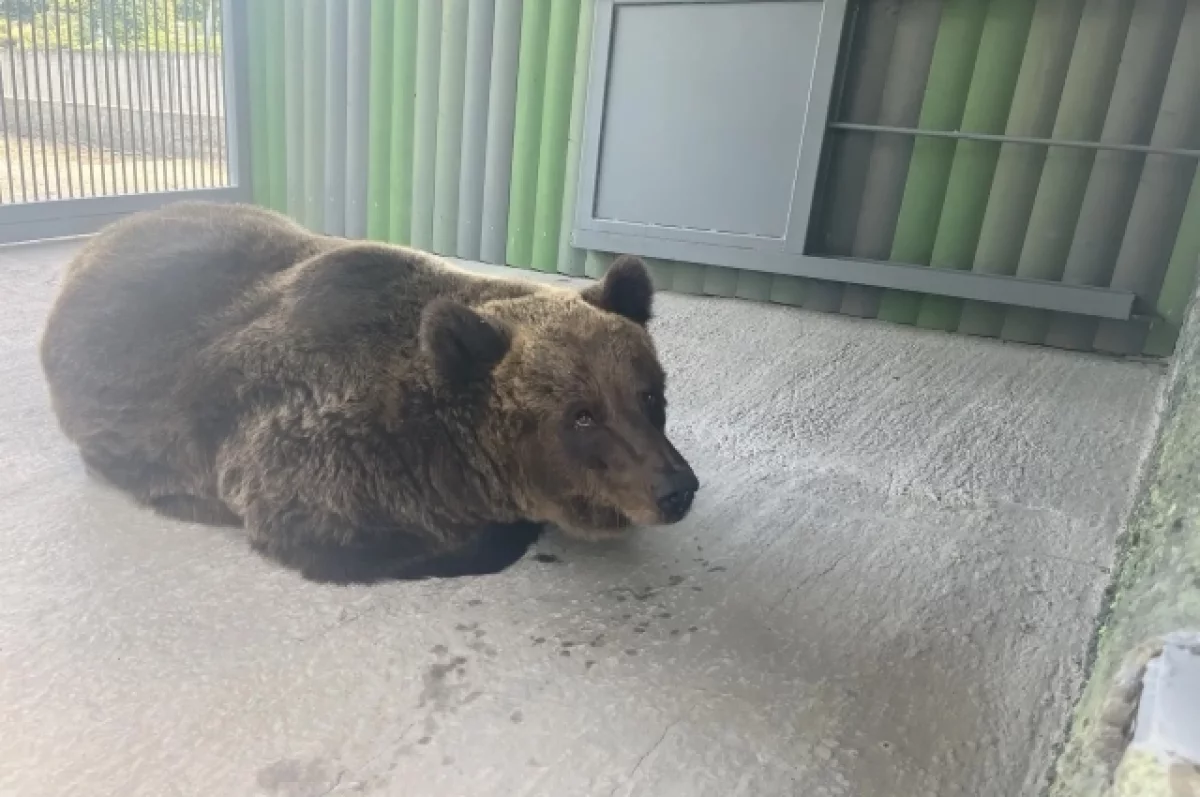 В Ростове в зоопарк передали большую флягу мёда для медведей Маши и Даши