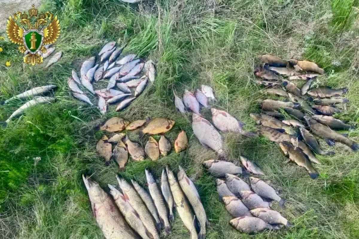 В Челябинской области отдали под суд рыбного браконьера