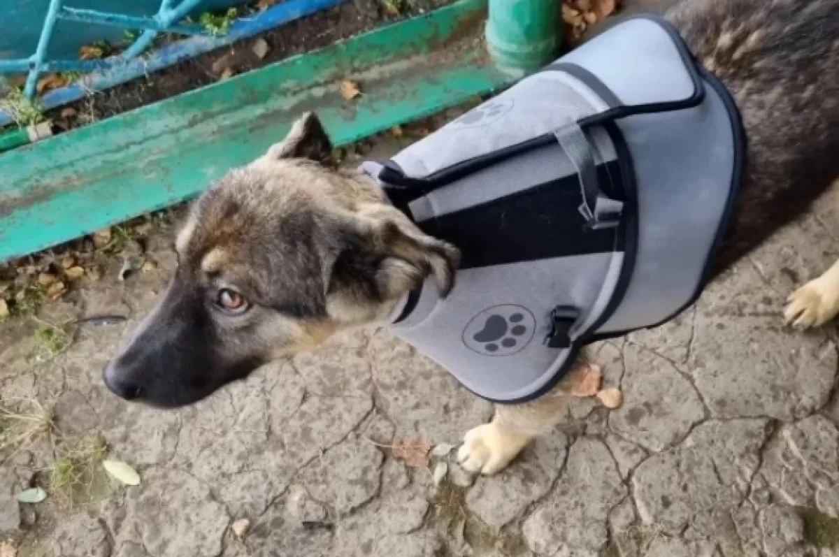 Щенок принял бой с медведем и спас хозяев-грибников