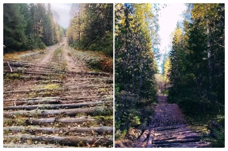 Лесные дороги на севере Пермского края.