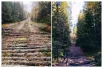 Лесные дороги на севере Пермского края.