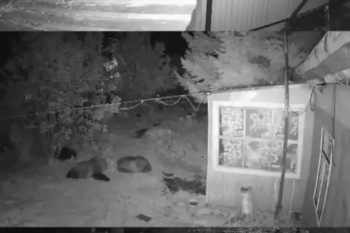 Наглые визитеры: медвежье семейство терроризирует садоводов на Камчатке