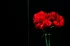 9d0f0ab05ad50be5f3b1eda999676a03.webp