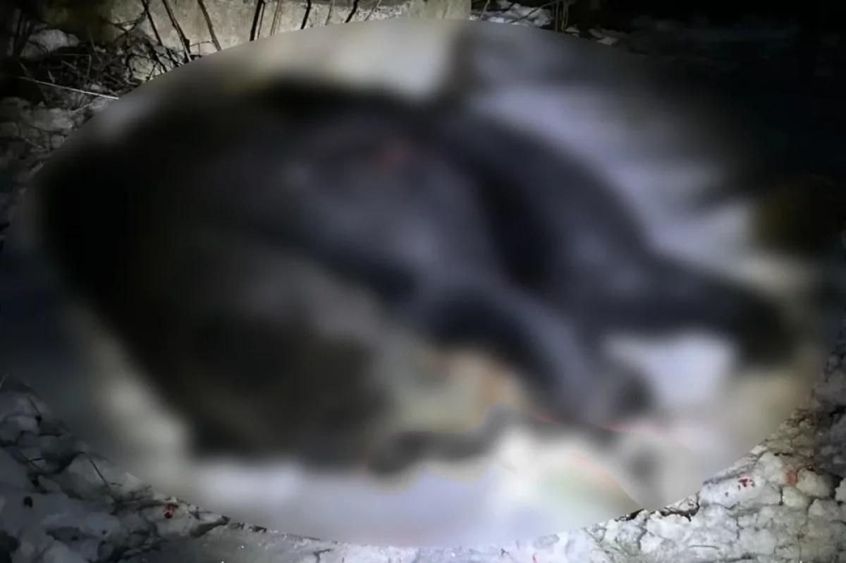 В Бурятии медведь пробрался в кафе, где находились люди, и громко рычал