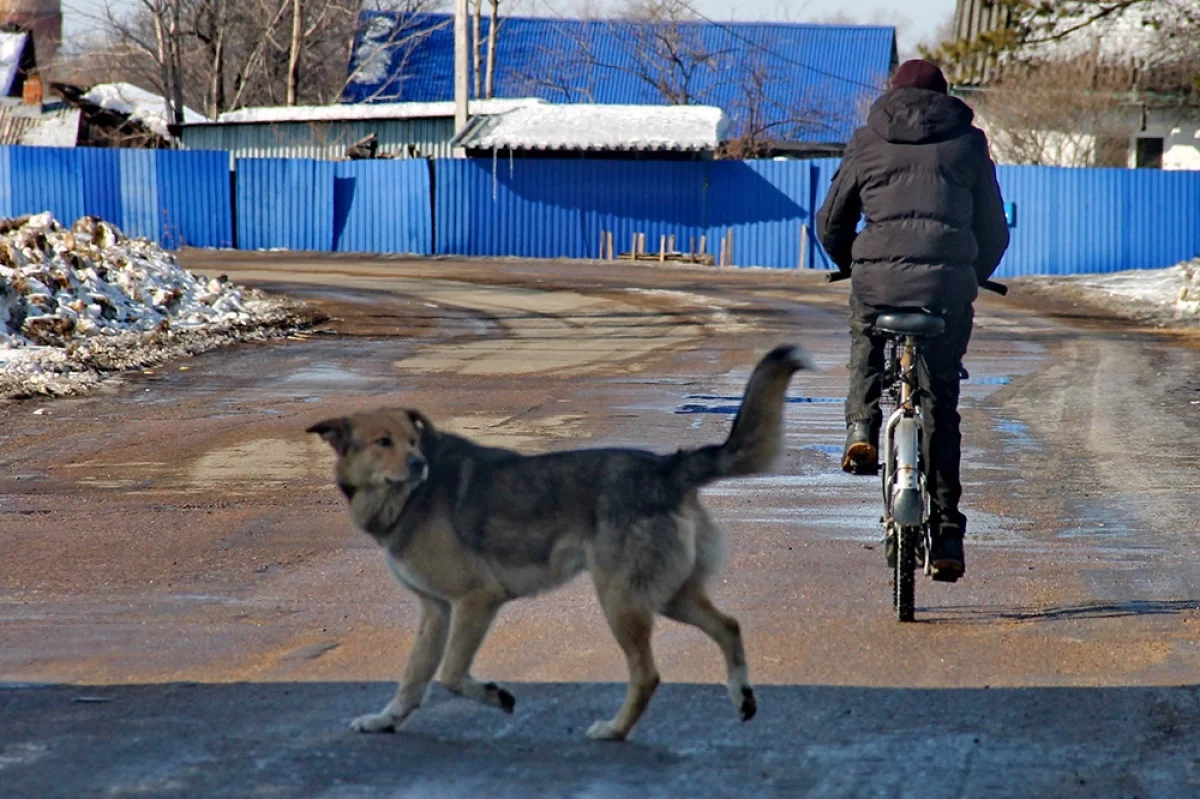 В Якутии отловили более 2,7 тысяч бездомных собак