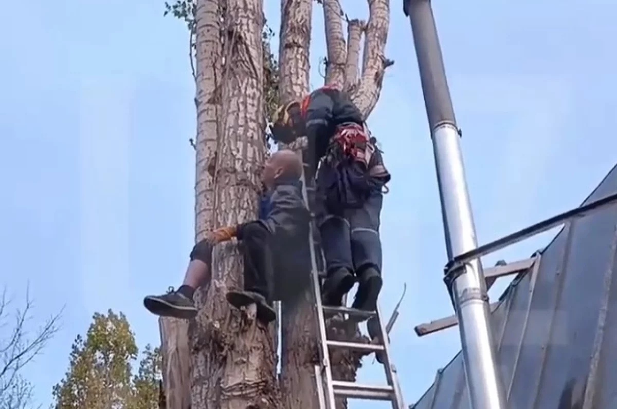 В Уфе пенсионера зажало между стволами дерева на высоте 6 метров