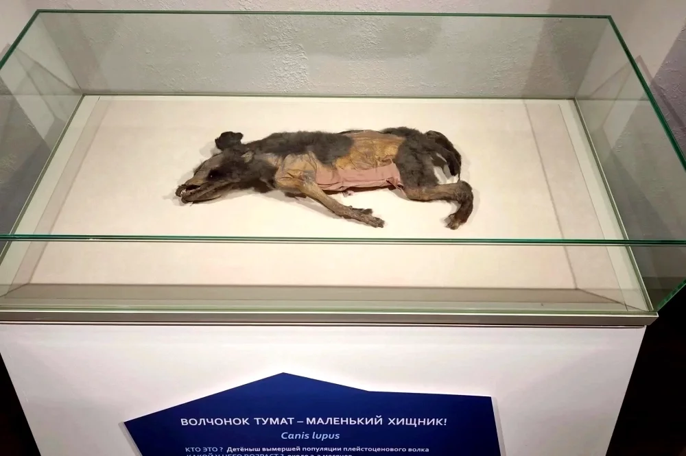 Выставка «Гости из вечной мерзлоты»