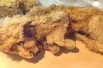 Пещерные львята Борис и Спарта.