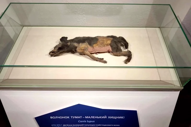Туматский волчонок.