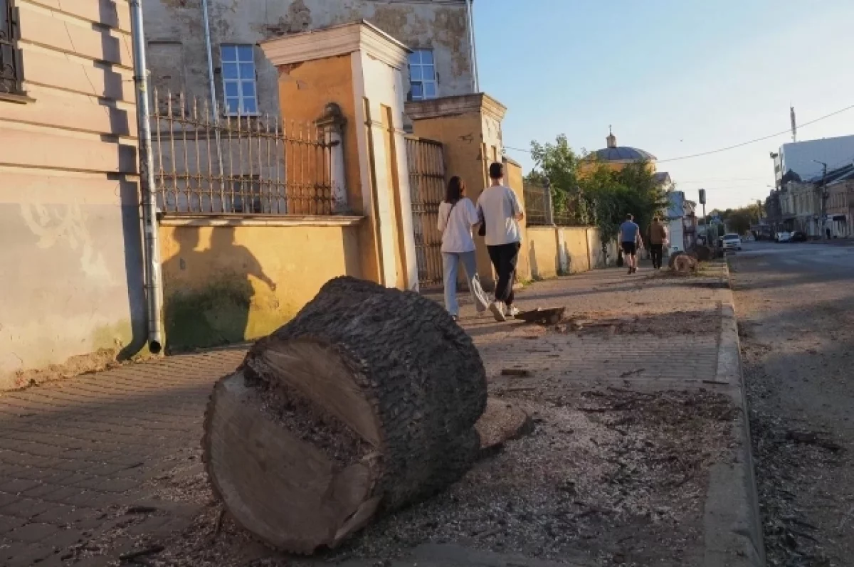 За год в Калуге вырубили более тысячи деревьев