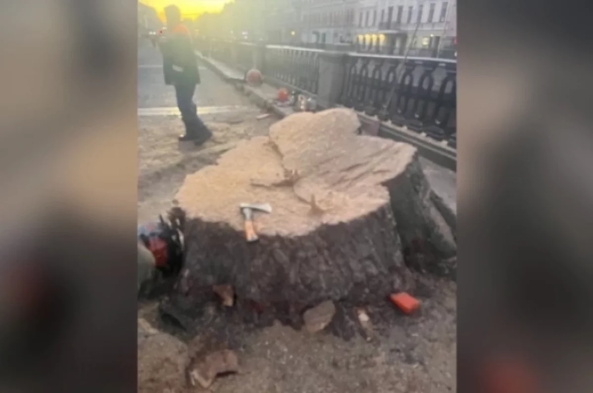В Петербурге спилили последний тополь, высаженный в 1910 годах