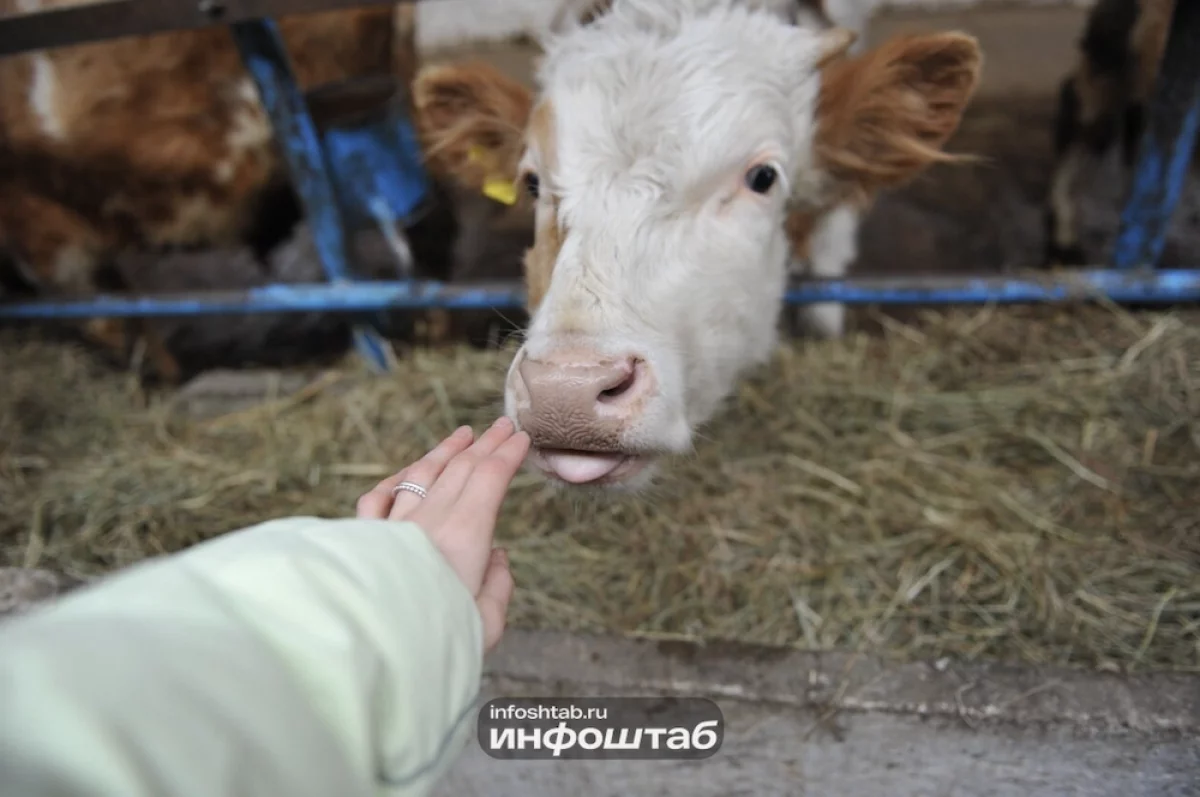 Вспышка бруцеллеза: в Астраханской области изолировали фермерское хозяйство