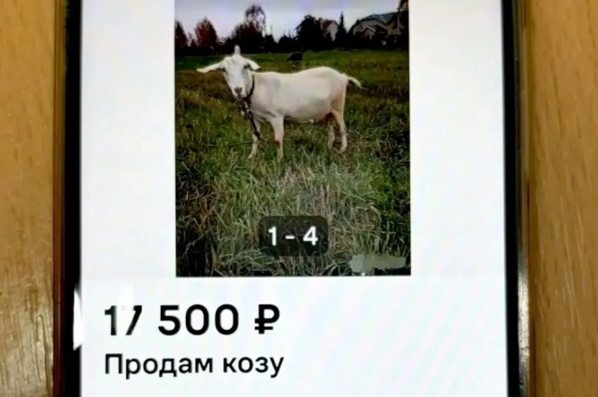 Тверичанку обманула мошенница при продаже козы