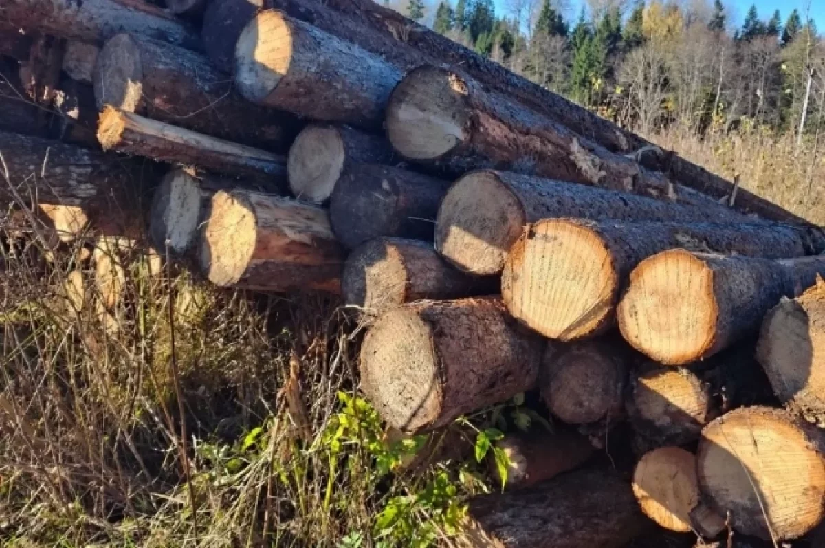 В Тверской области незаконно срубили участок леса на 4,8 млн рублей