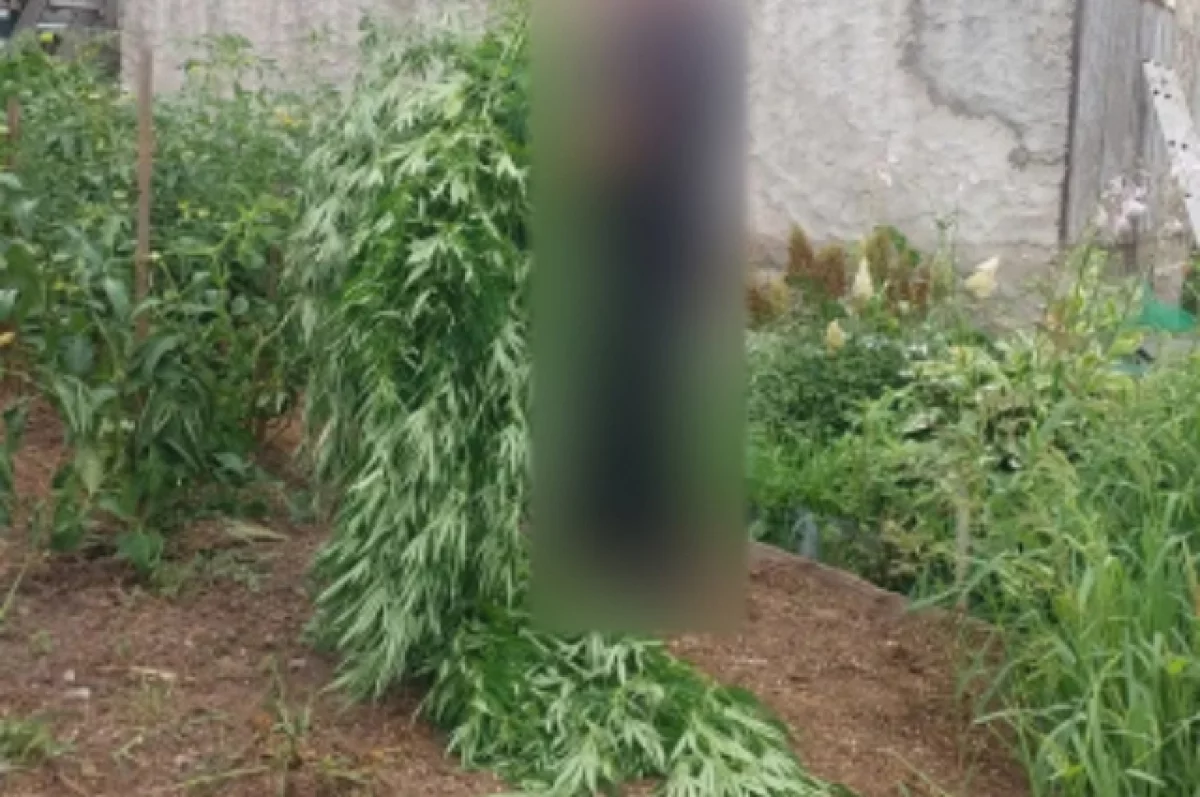 На участке хабаровчанина нашли 283 куста конопли
