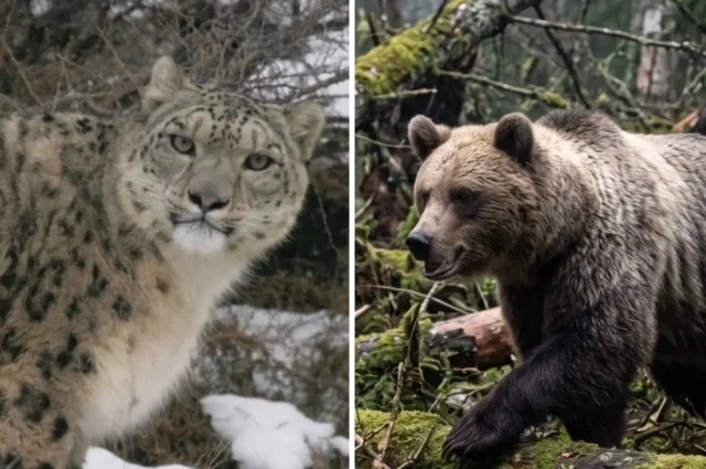 Несмотря на отсутствие прямой вражды, между хищниками существует косвенная связь, основанная на пищевом поведении