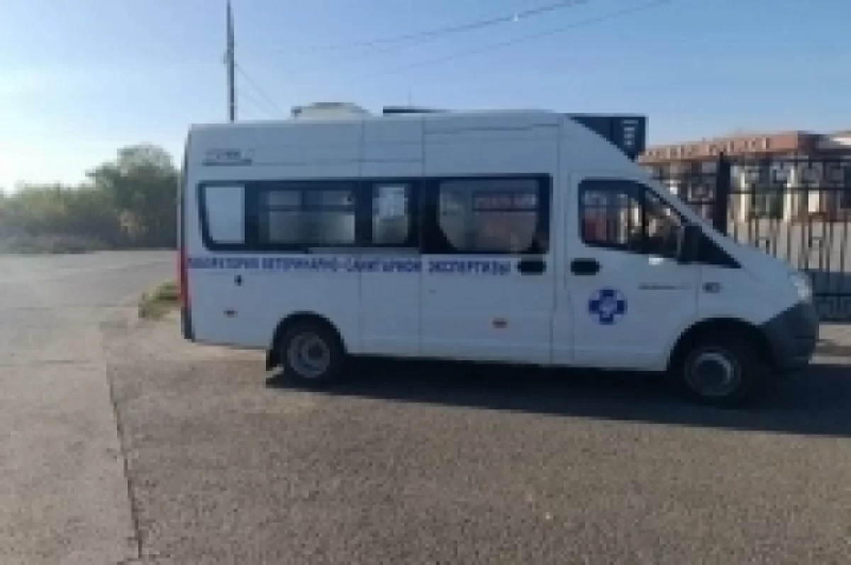 Для борьбы с вирусом бешенства на улицы Тольятти выехала мобильная бригада