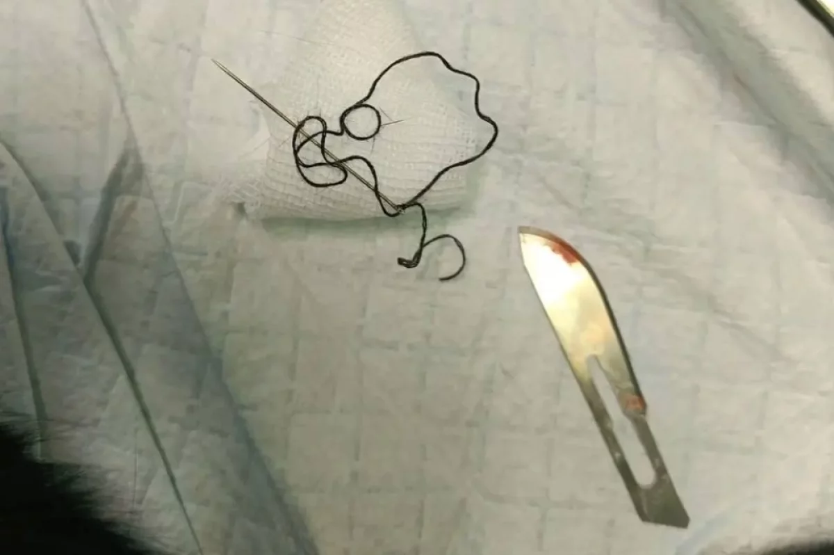 В Иркутской области кошка играла с нитками и проглотила иголку