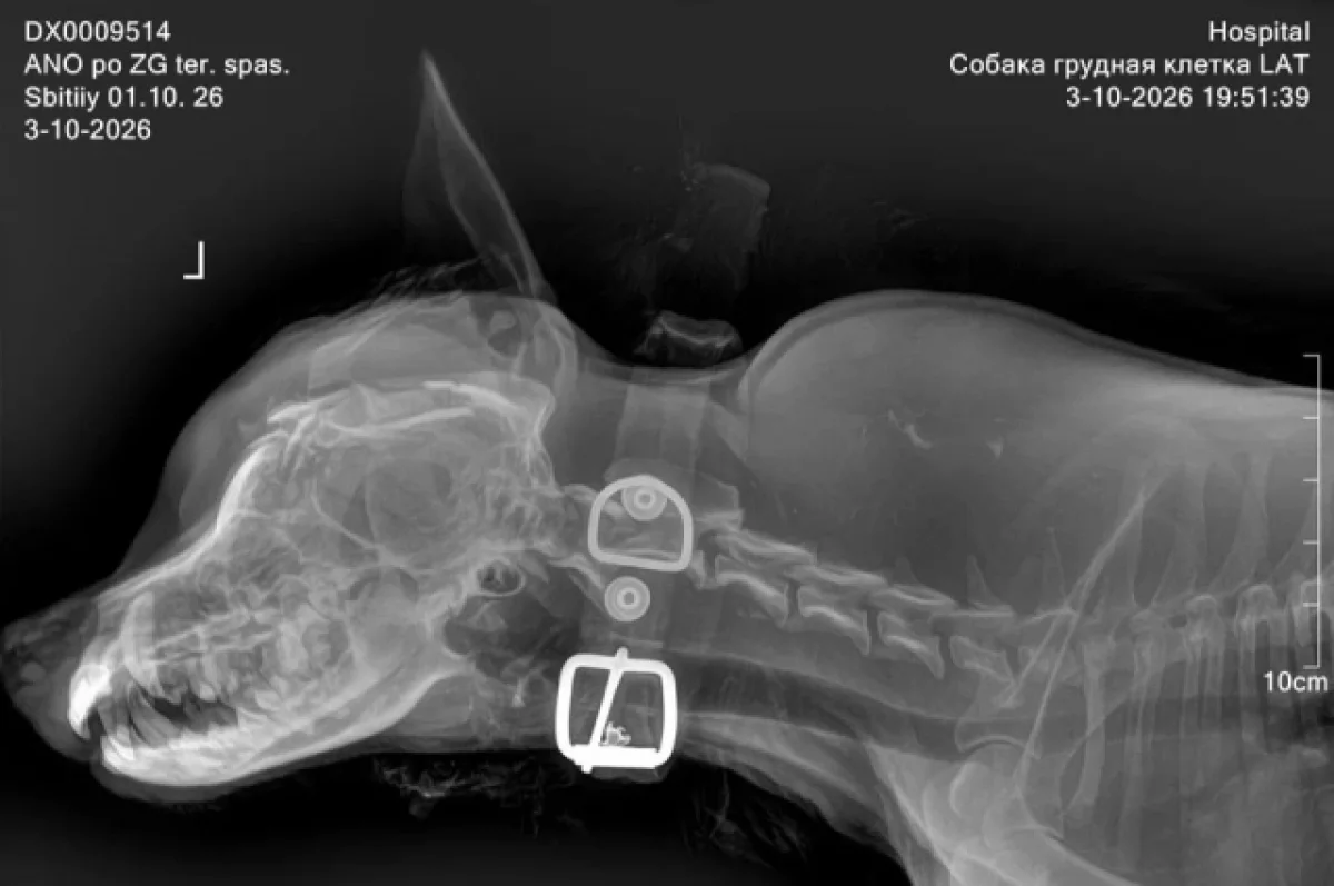 хирург летит на Алтай спасать покалеченного пса Боя