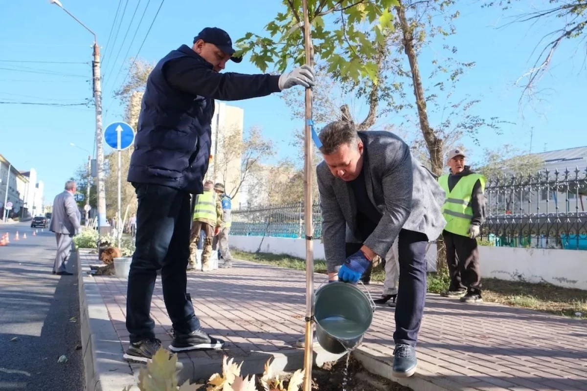 Астраханские улицы озеленяют после ремонта дорог по нацпроекту