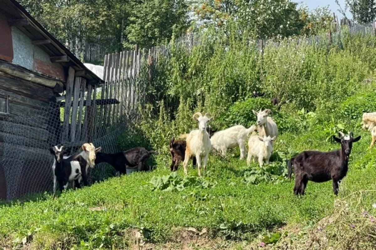 19 коз в хозяйстве Богородицкого района не имели идентификационных номеров