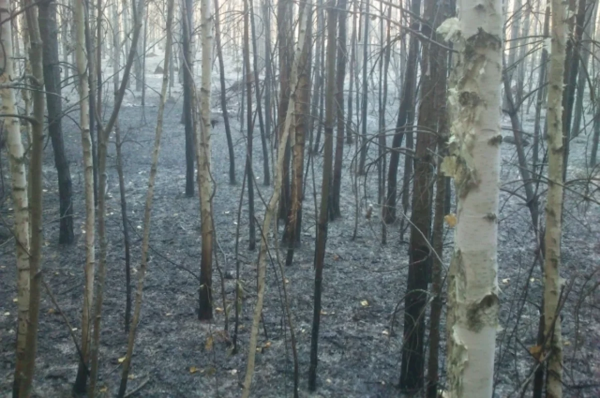 В Лопатинском районе под Пензой ликвидировали два лесных пожара