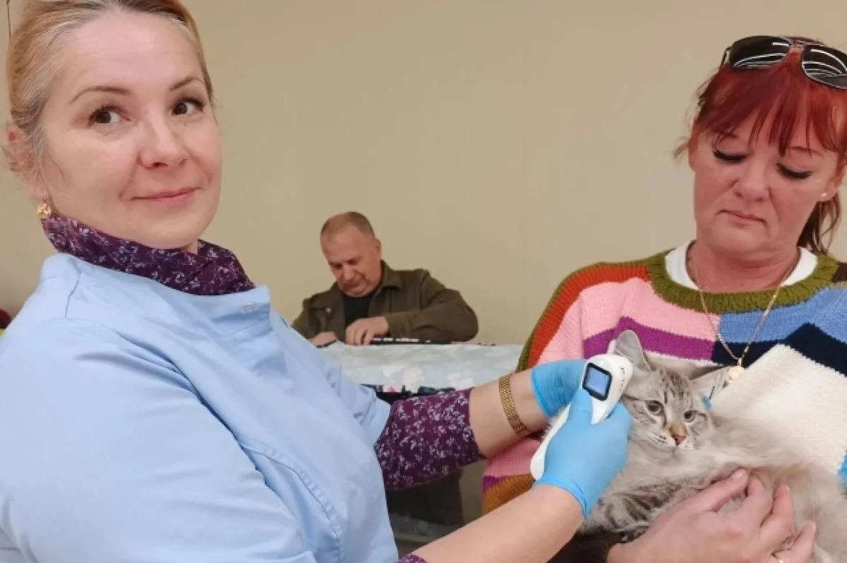 Ульяновские ветеринары проверили здоровье 43 кошек — участниц выставки