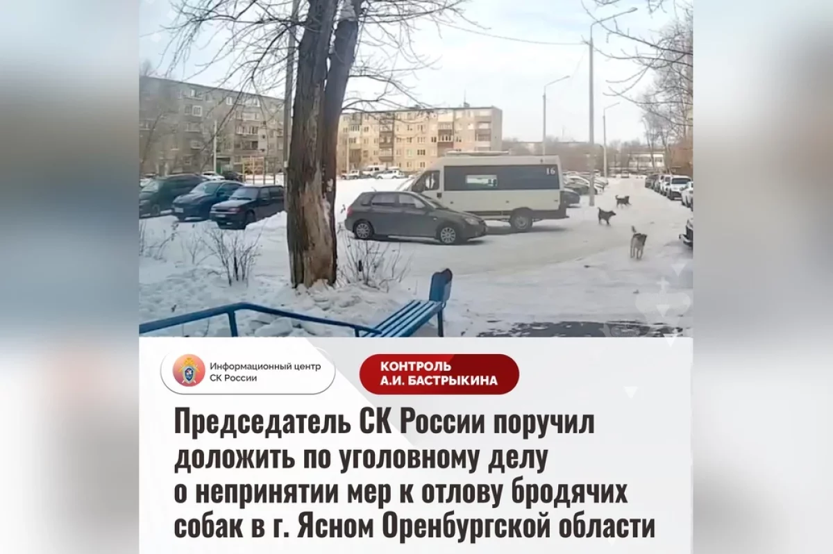 Бастрыкин велел ускорить дело о нападении собак на ребёнка в Ясном