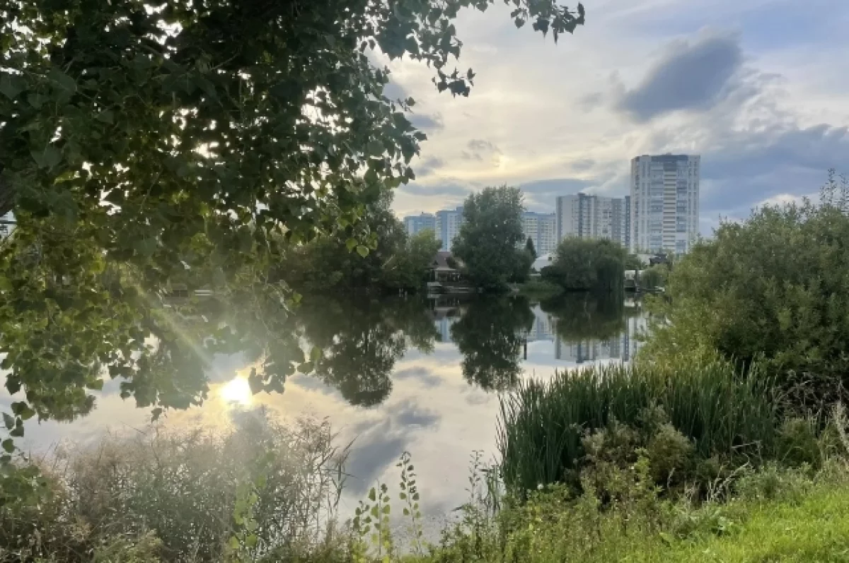 Защита Тарховой, снос деревьев, мультики и бабули