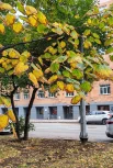 Листья на деревьях уже облетают, устилая землю разноцветным ковром.