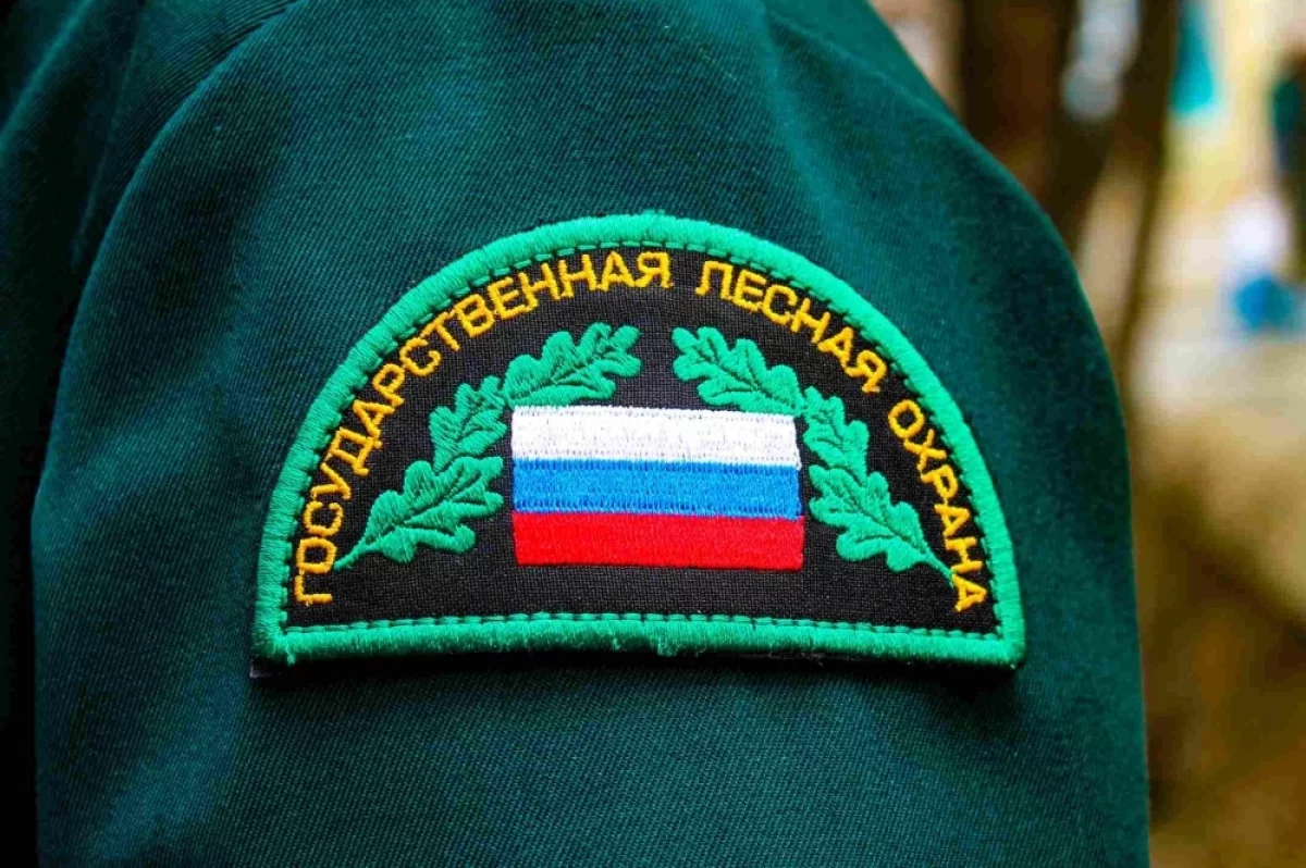 В Тимирязевском лесничестве пресекли две незаконные рубки (