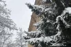 Пушистые еловые лапы припорошило снегом.
