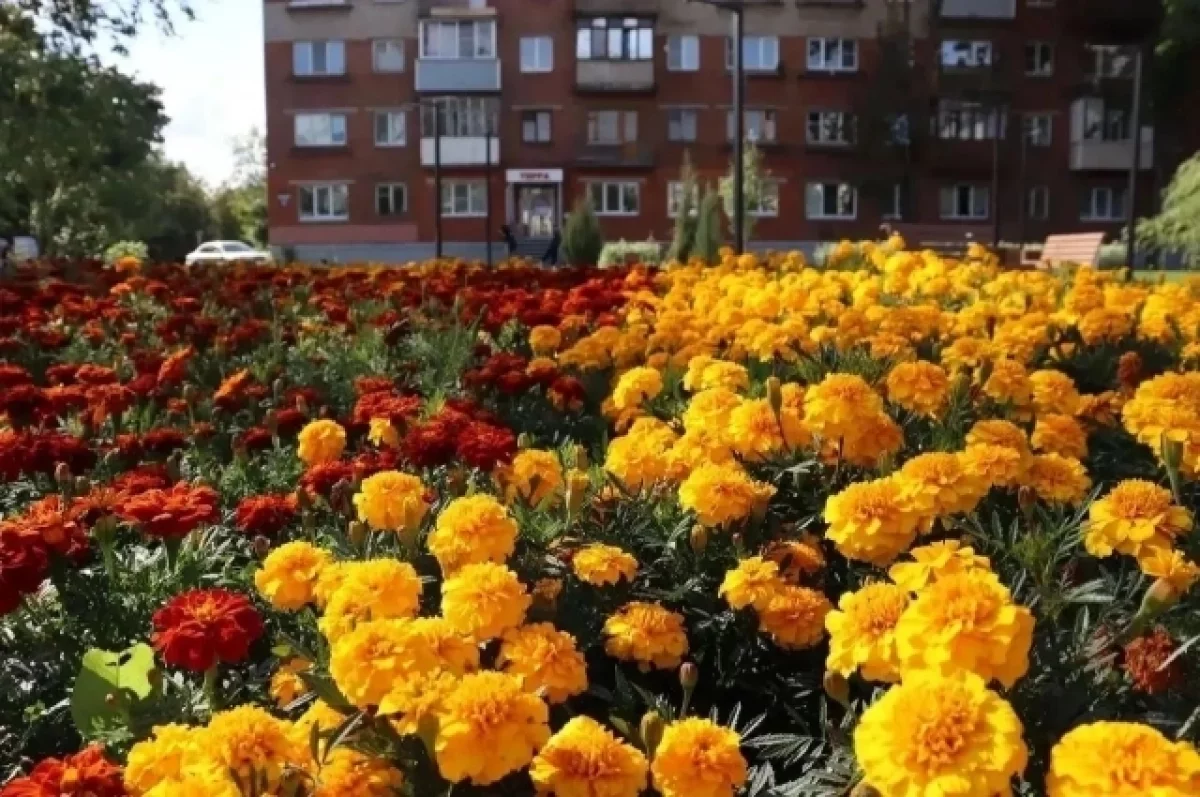 Владимир становится зеленее: что уже сделали и что впереди