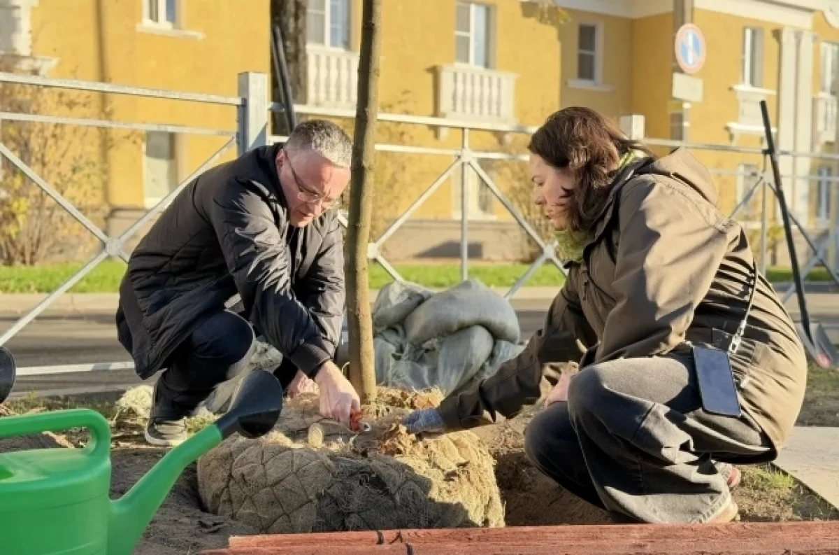 В Калуге высадили взрослые клёны на улице Чичерина