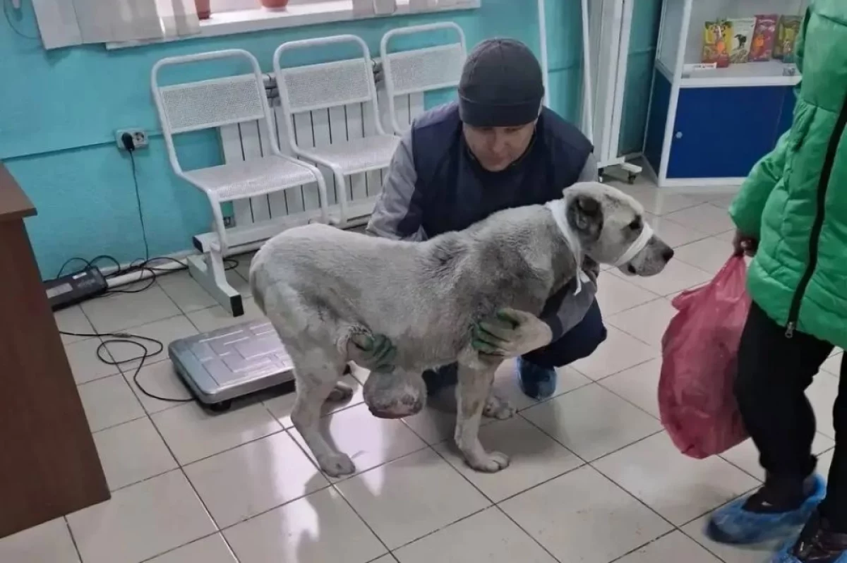 В Иркутской области у алабая удалили огромную опухоль весом три килограмма