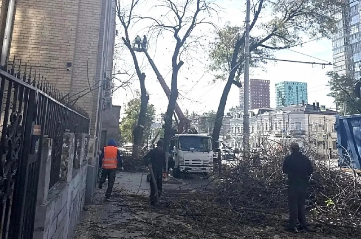 Вместо погибших ясеней на Будённовском в Ростове хотят высадить ели и клёны