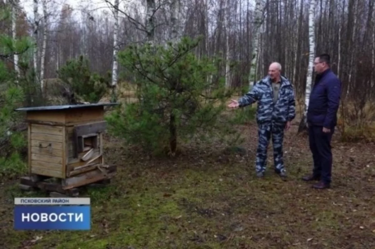 Медведь съел 13 кг меда и унес улей в лес в Псковском районе