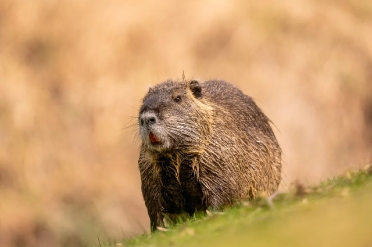 Минприроды объяснило, почему не может переселить бобров в Новосибирске